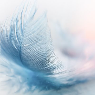 feather-nature-background-ease-3010848 feather, nature background, ease-3010848.jpg